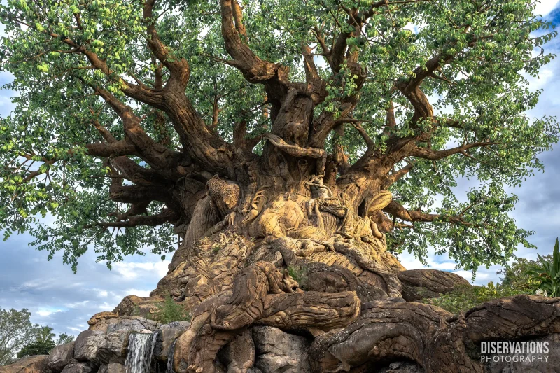 Tree of Life in Disney's Animal Kingdom