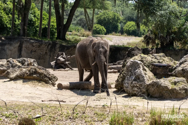 Kilimanjaro Safaris elephant