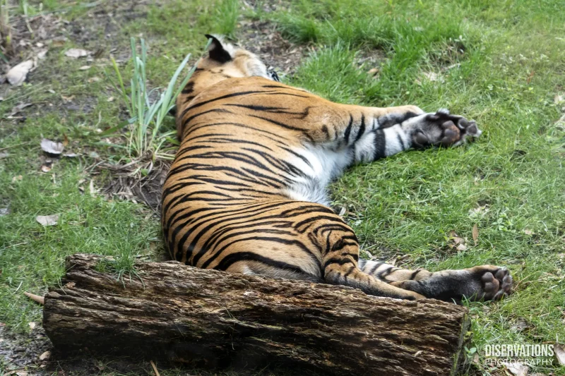 Sumatran tiger at Disney's Animal Kingdom