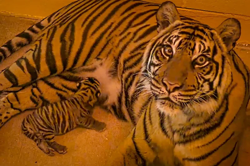 Sumatran tigers Bakso and his mother, Sohni. Copyright Disney.