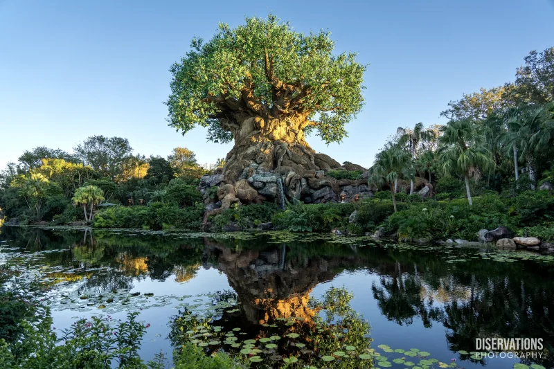 The Tree of Life in Disney's Animal Kingdom
