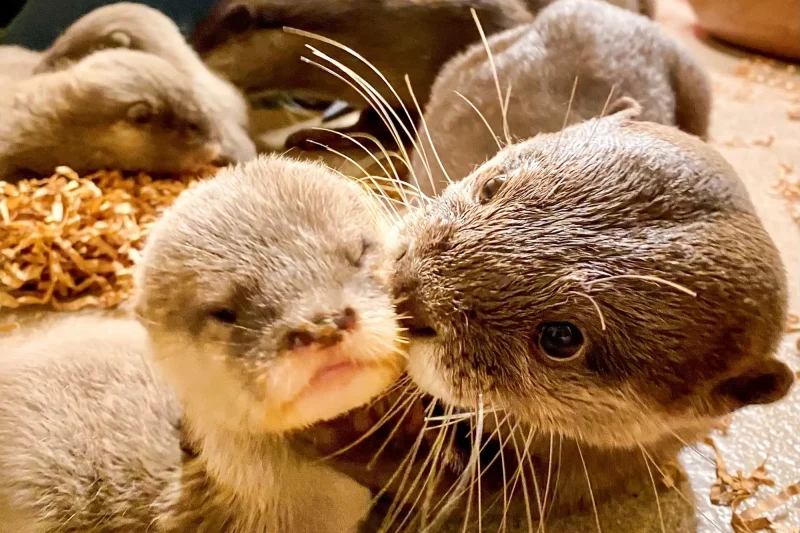 Otter babies born in Animal Kingdom. Copyright Disney.