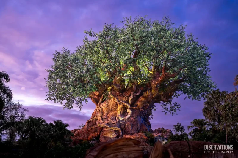Tree of Life in front of a purple sunset sky
