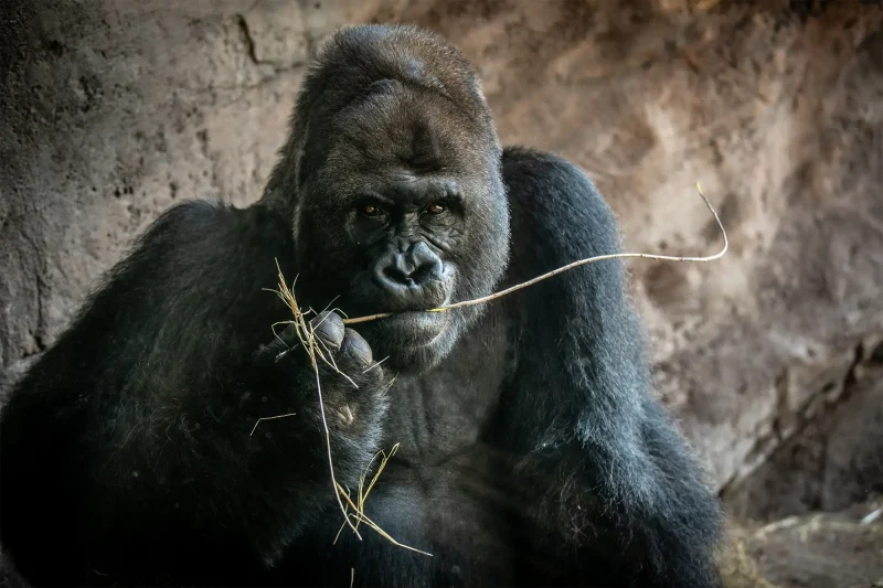 Gino, Animal Kingdom's alpha silverback