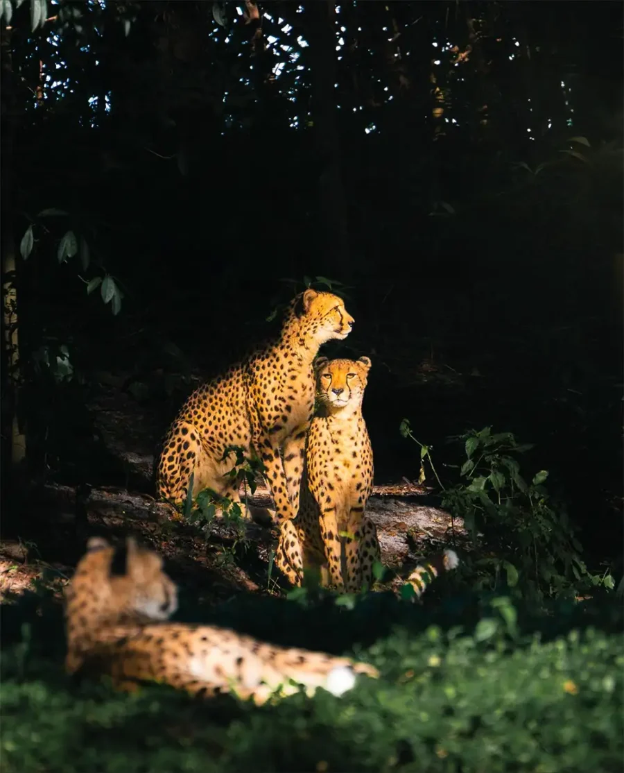 Cheetahs on Kilimanjaro Safaris