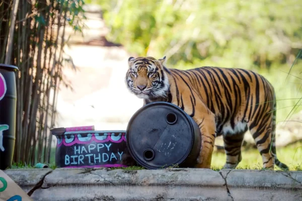 Bakso the Tiger Is Leaving Disney’s Animal Kingdom This Fall