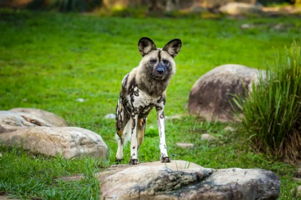 New African Painted Dog Joins Kilimanjaro Safaris