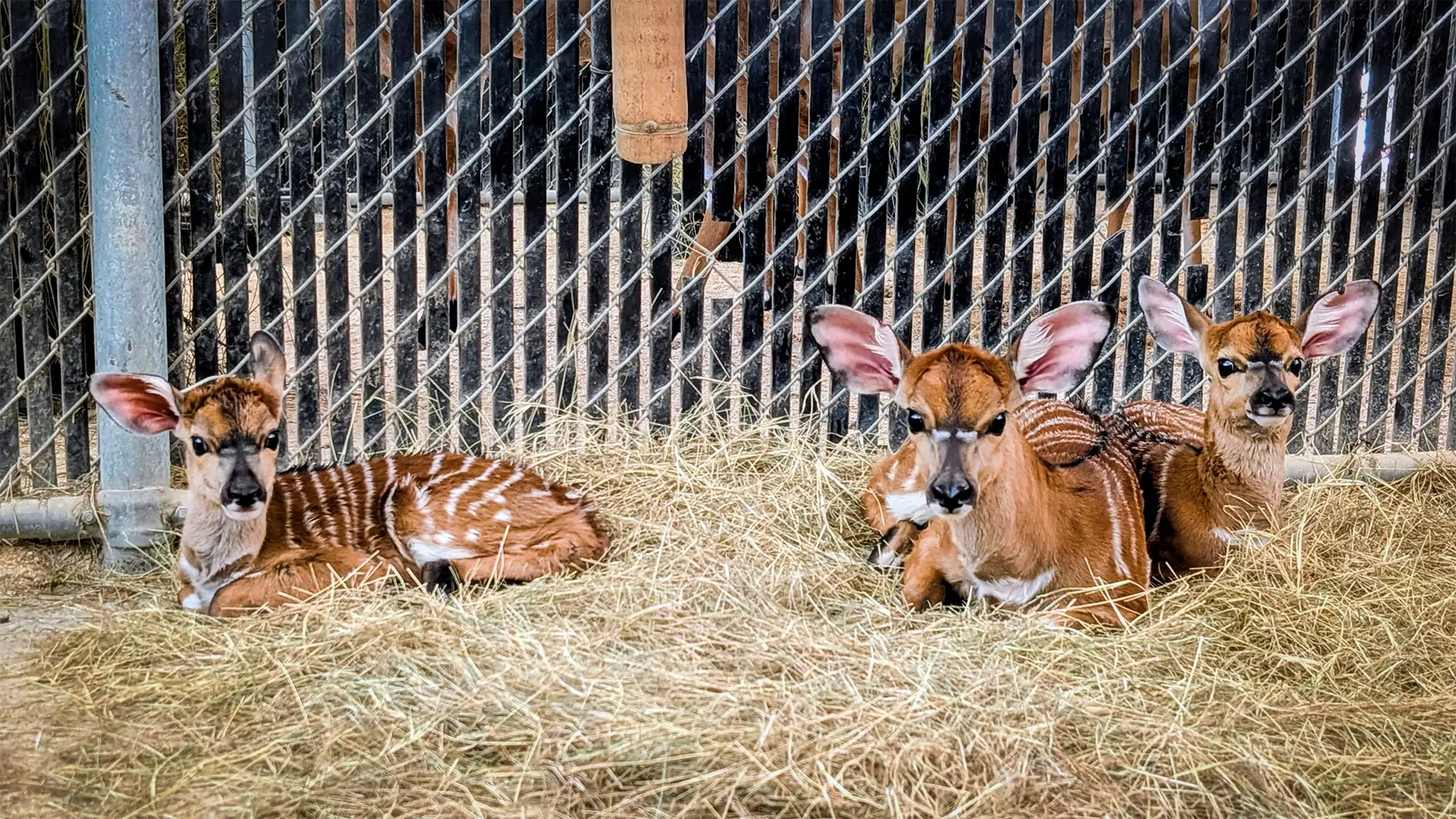 Three nyala calves at Animal Kingdom Lodge