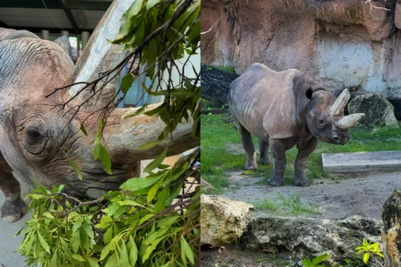 Two images of Timu, a black rhino now living at Disney's Animal Kingdom